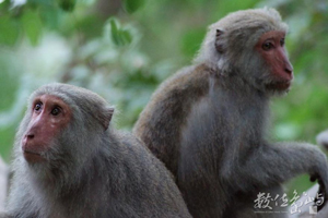 臺灣彌猴（Macaca cyclopis）